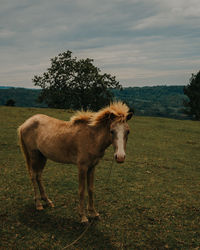 Horse standing in a field