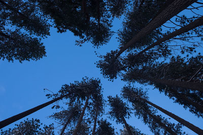 Low angle view of trees against sky