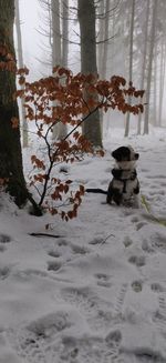 Dog on snow covered land