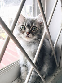 Portrait of cat seen through metal