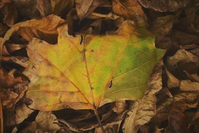 High angle view of fallen maple leaf