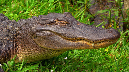 Close-up of a lizard on grass