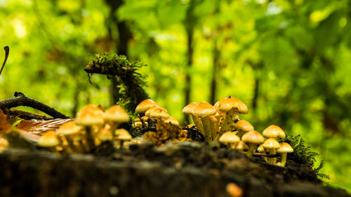 Close-up of mushrooms