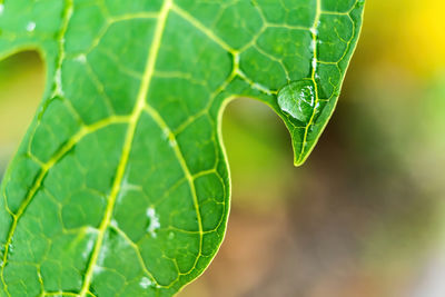 Close-up of green leaf