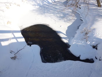 Close-up of dog during winter