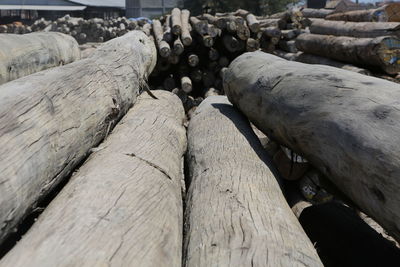 Close-up of logs in forest