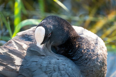 Close-up of a coot bird