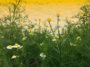 Close-up of yellow flowering plants on field