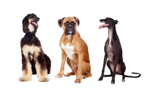 Portrait of two dogs on white background