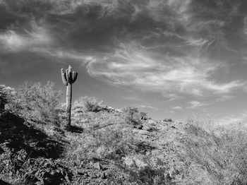 Cactus growing on rocks against sky