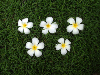 Close-up of white daisy flowers blooming in grassy field