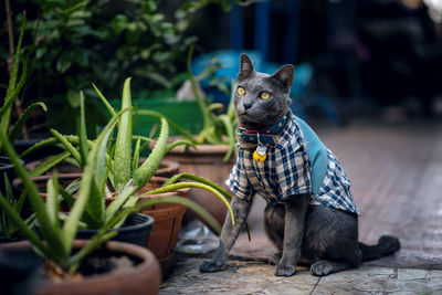 Black dog looking away outdoors