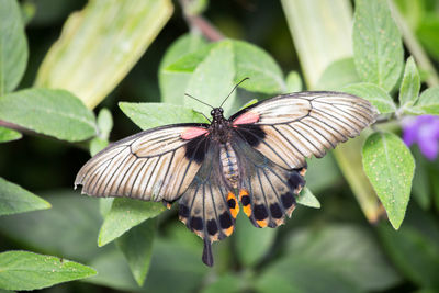 Butterfly on flower