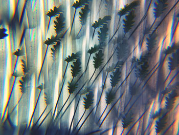 Detail shot of palm leaves