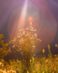 Plants growing on land during sunny day