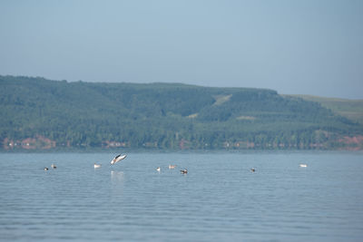 Birds in a sea