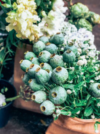 Close-up of hand holding flowering plant