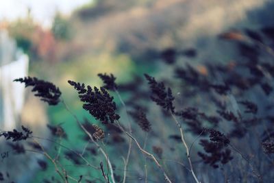 Close-up of plants against sky