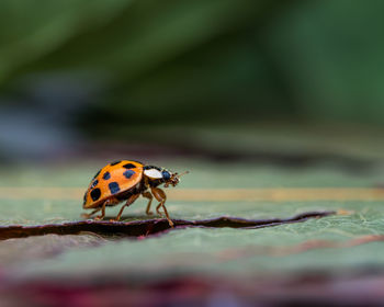 Close-up of ladybug on leaf