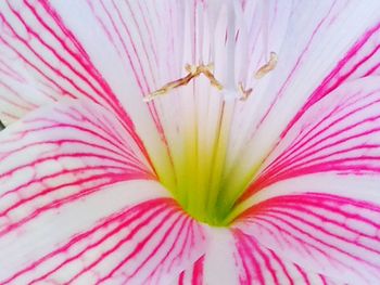 Close-up of pink flower