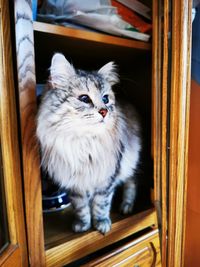 Close-up of cat looking at home