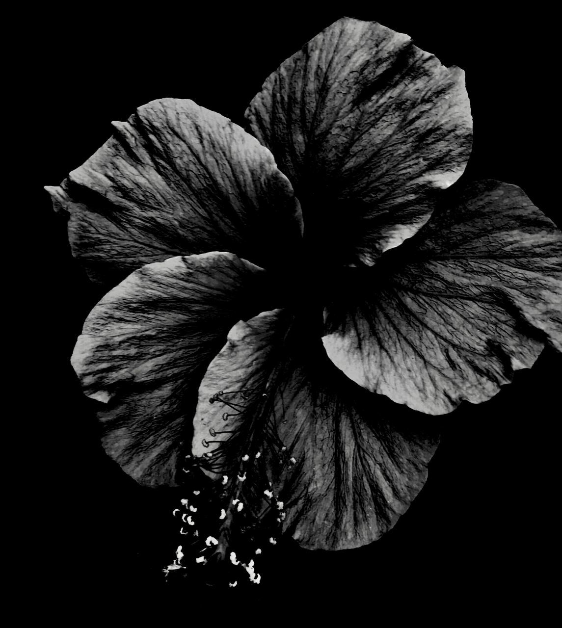 petal, flowering plant, fragility, flower, close-up, freshness, beauty in nature, vulnerability, inflorescence, studio shot, plant, flower head, black background, no people, growth, nature, hibiscus, indoors, botany, pollen, wilted plant