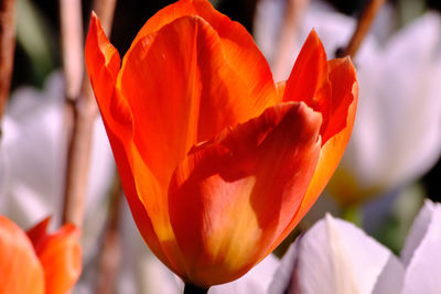 Close-up of orange flower