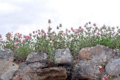 Close up of flowers blooming in park