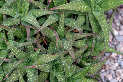 High angle view of wet cactus plant during rainy season