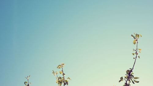 Low angle view of flowering plant against clear blue sky