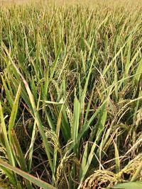Full frame shot of crops growing on field