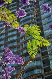 Close-up of purple jacaranda flowering plants