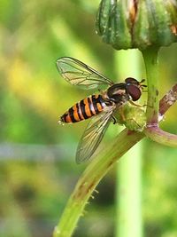 Close-up of insect on leaf