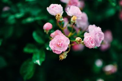 Close-up of pink flowers blooming outdoors