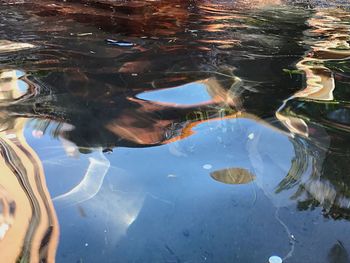 Close-up of fish swimming in water