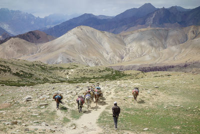 Rear view of man with horses walking on field towards mountains