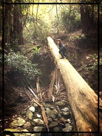 People walking in forest