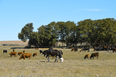 Horses grazing on field against clear sky