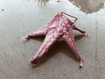 starfish