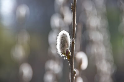 Close-up of white flowering plant