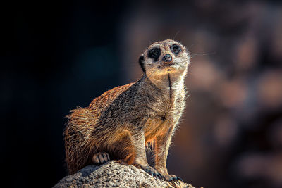 Close-up of meerkat on rock