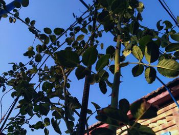 Low angle view of tree against clear blue sky