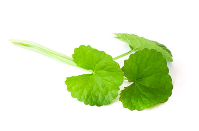 Close-up of green leaf against white background