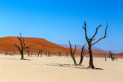 Bare tree in desert against sky