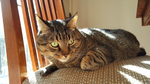 Close-up of a cat resting at home