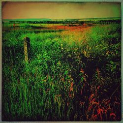 Plants growing on grassy field