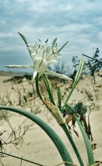 Close-up of flowers