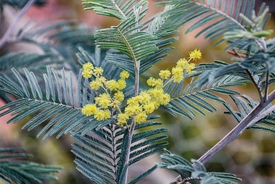 Close-up of yellow flowering plant