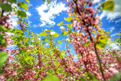 Low angle view of flowering plant against sky