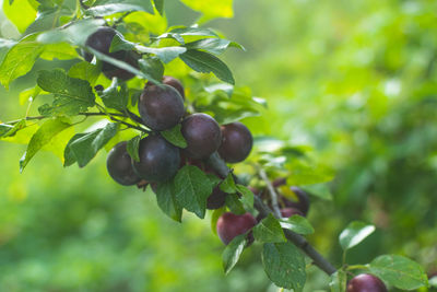 Close-up of berries growing on tree